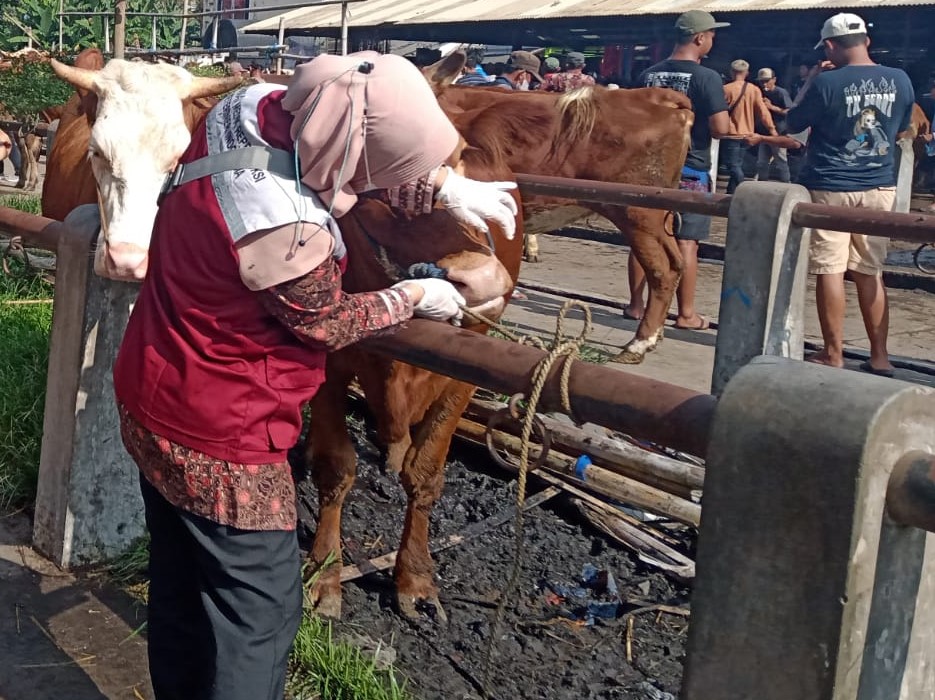 Pemeriksaan ternak dalam rangka pencegahan Penyakit Mulut dan Kuku (PMK) pada hewan di Pasar Hewan Muntilan